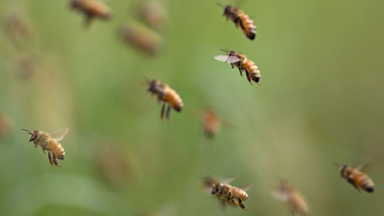 Buckfast Honey Bees, Illinois, USA